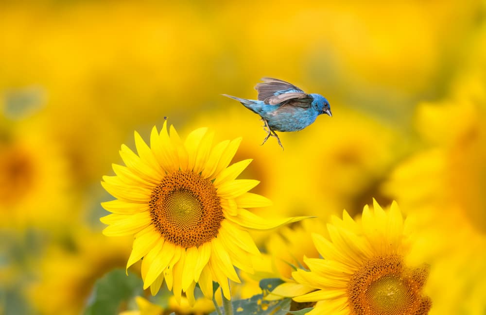 Blue Bird Sunflower by Larry Deng APA — canvas wall art