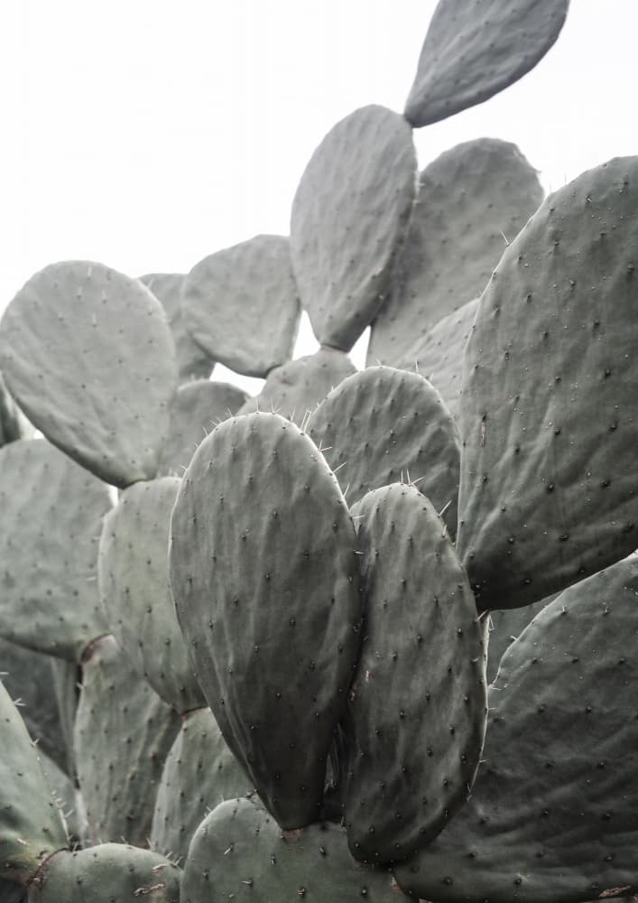 Beauty Of Cactus by Shot by Clint — canvas wall art