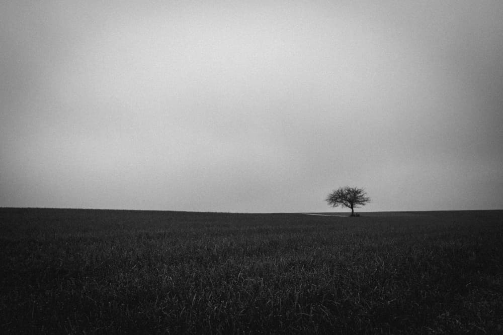 Solitary Tree Landscape by Renate Wasinger — canvas wall art