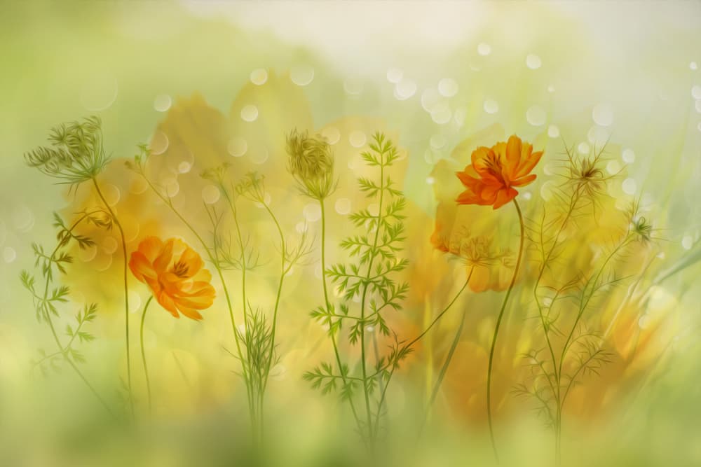 Dreamy Orange Meadow by Hilda van der Lee — canvas wall art