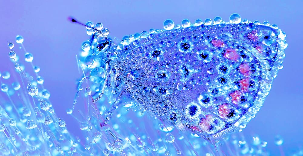 Sparkling Blue Butterfly by Thierry Dufour — canvas wall art