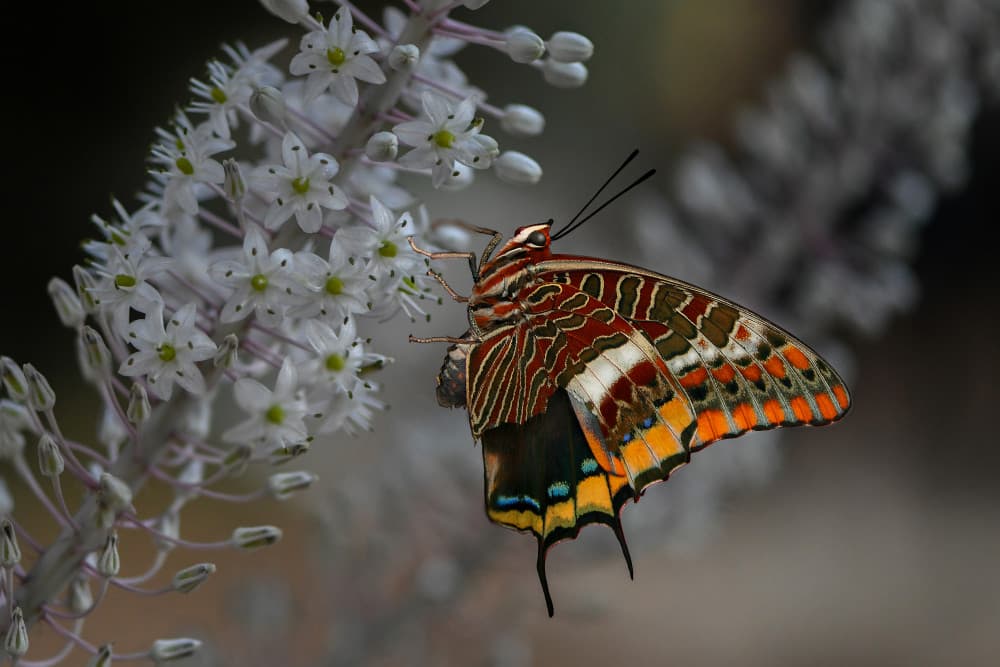 Colorful Butterfly on Flowers by אייל בר אור • Eyal Bar Or — canvas wall art