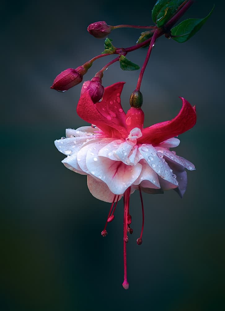 Pink Fuchsia with Dewdrops by Ben.C.L — canvas wall art