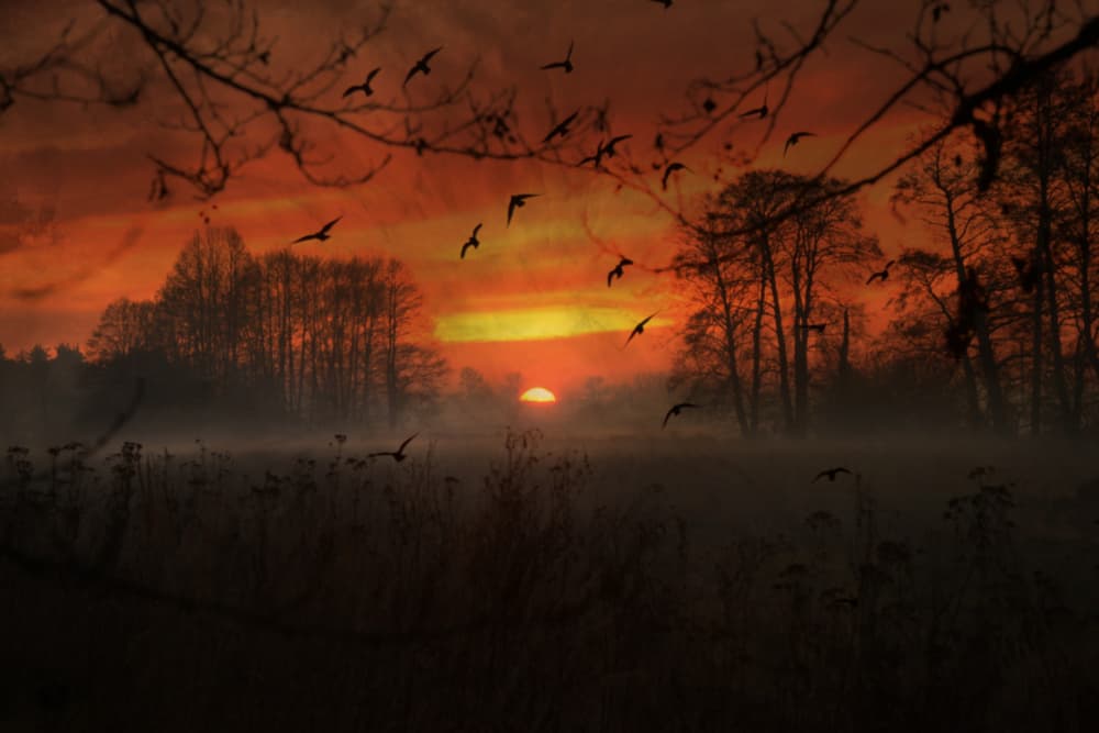 Misty Golden Hour Birds by Robert Fabrowski — canvas wall art