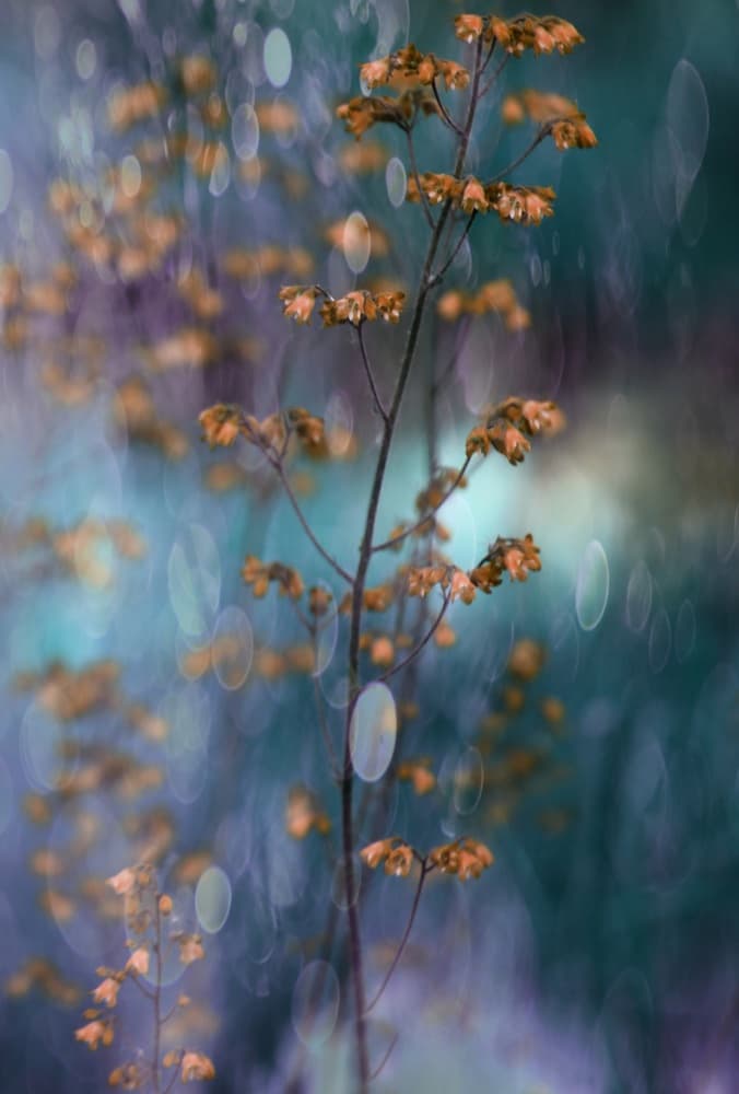 Dreamy Botanical Bokeh by Delphine Devos — canvas wall art
