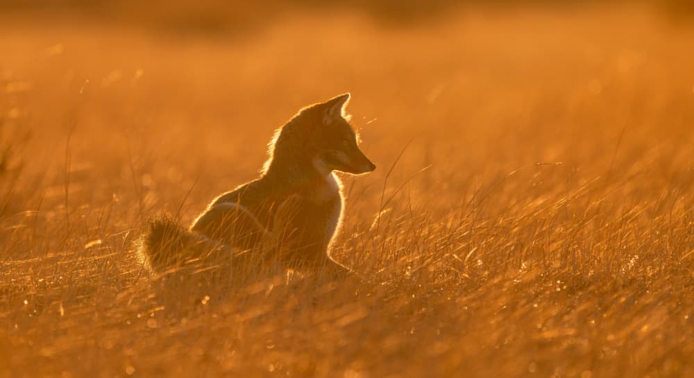 Golden Hour Fox by Jie Fischer — canvas wall art