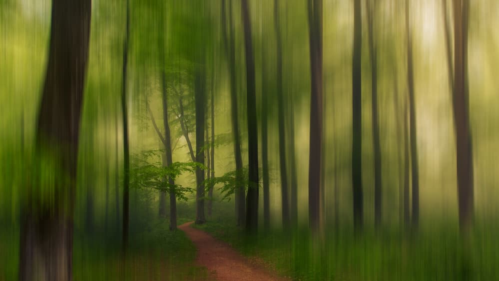 Dreamy Forest Path by Leif Løndal — canvas wall art