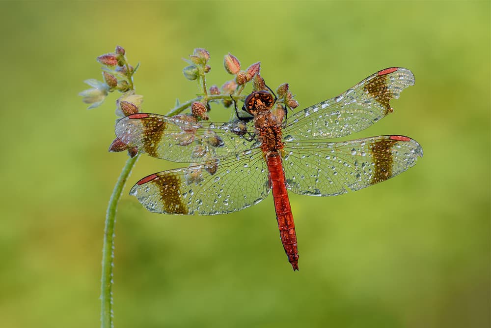 Morning Dew Dragonfly by Roberto Marini — canvas wall art