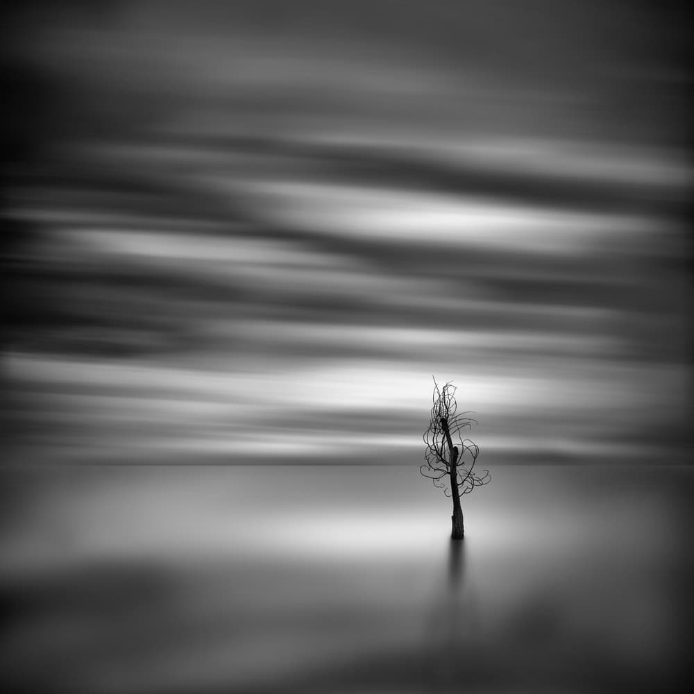 Lone Tree Reflection by George Digalakis — canvas wall art