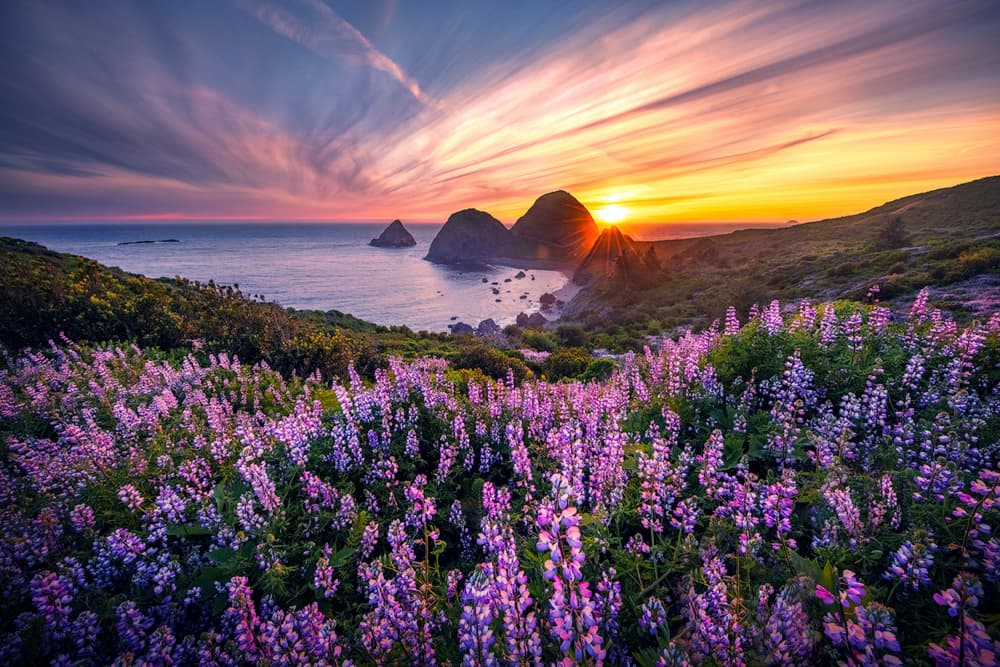 Purple Lupine Sunset by Yun Thwaits — canvas wall art