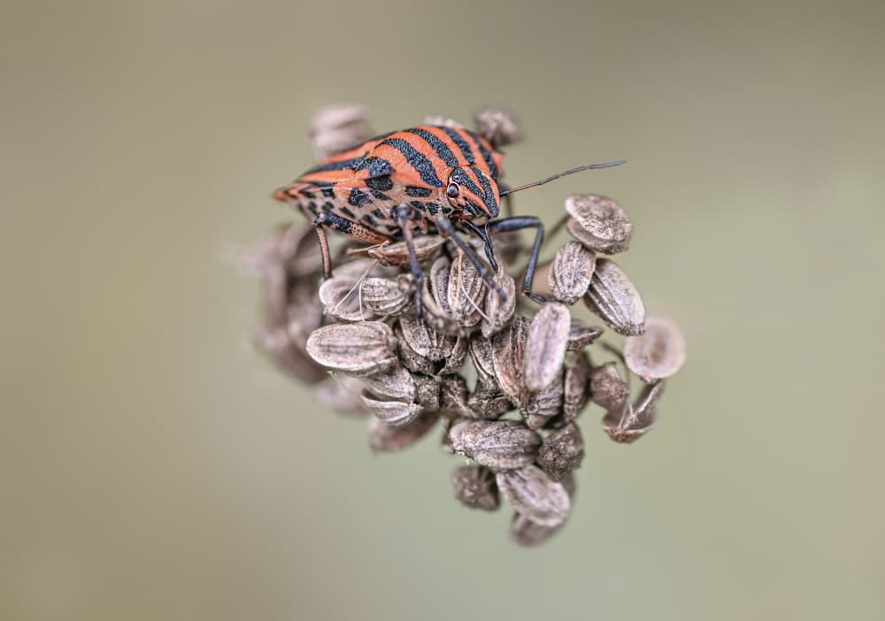 Striped Bug on Seeds by Oana Vasileniuc — canvas wall art