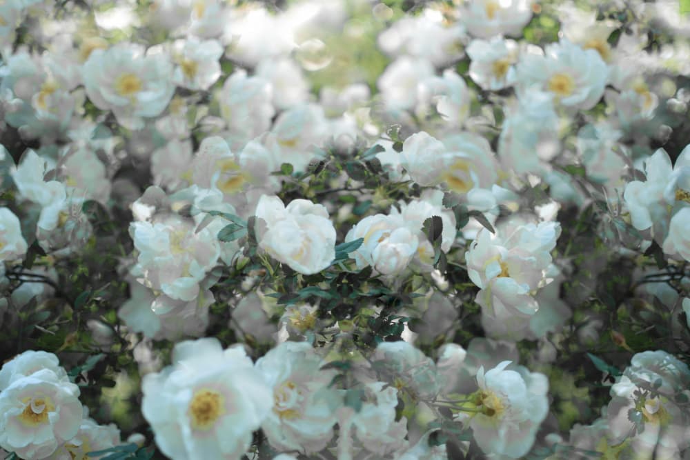 Soft White Roses by Christina Sillen — canvas wall art