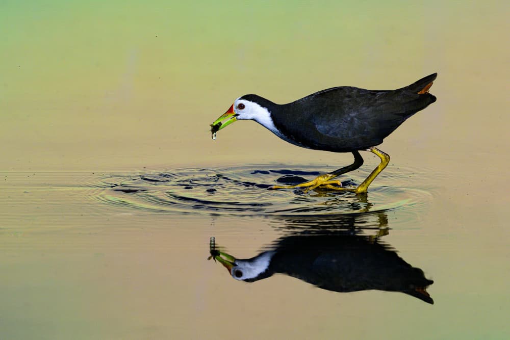 Wading Bird Reflection by Som Prasad — canvas wall art