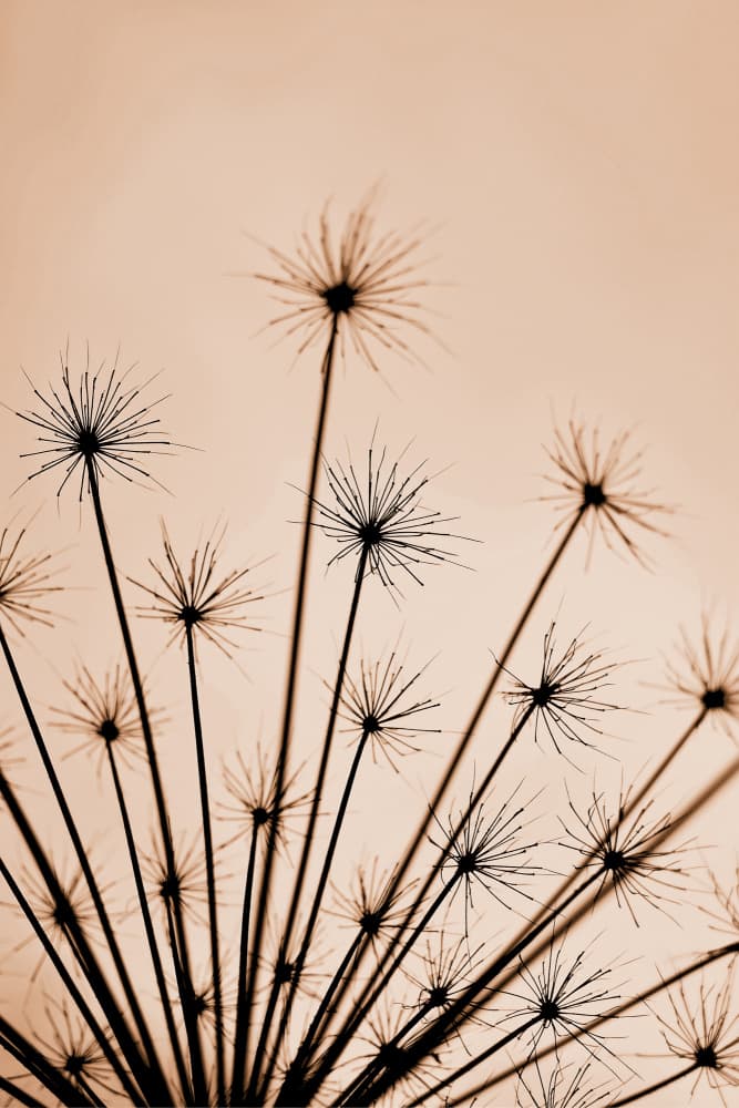 Warm Botanical Abstract by Christina Sillen — canvas wall art