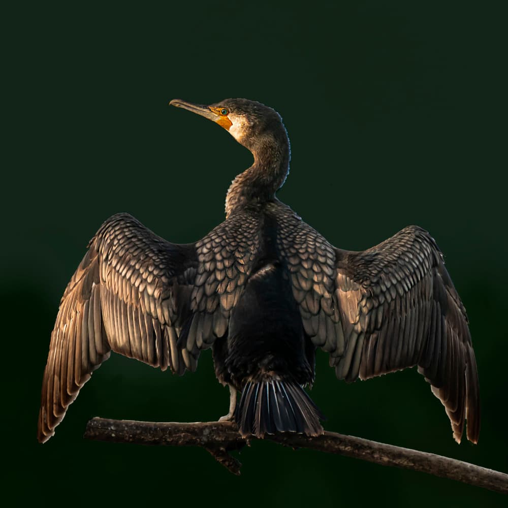 Sunlit Cormorant Wings by Boris Lichtman — canvas wall art