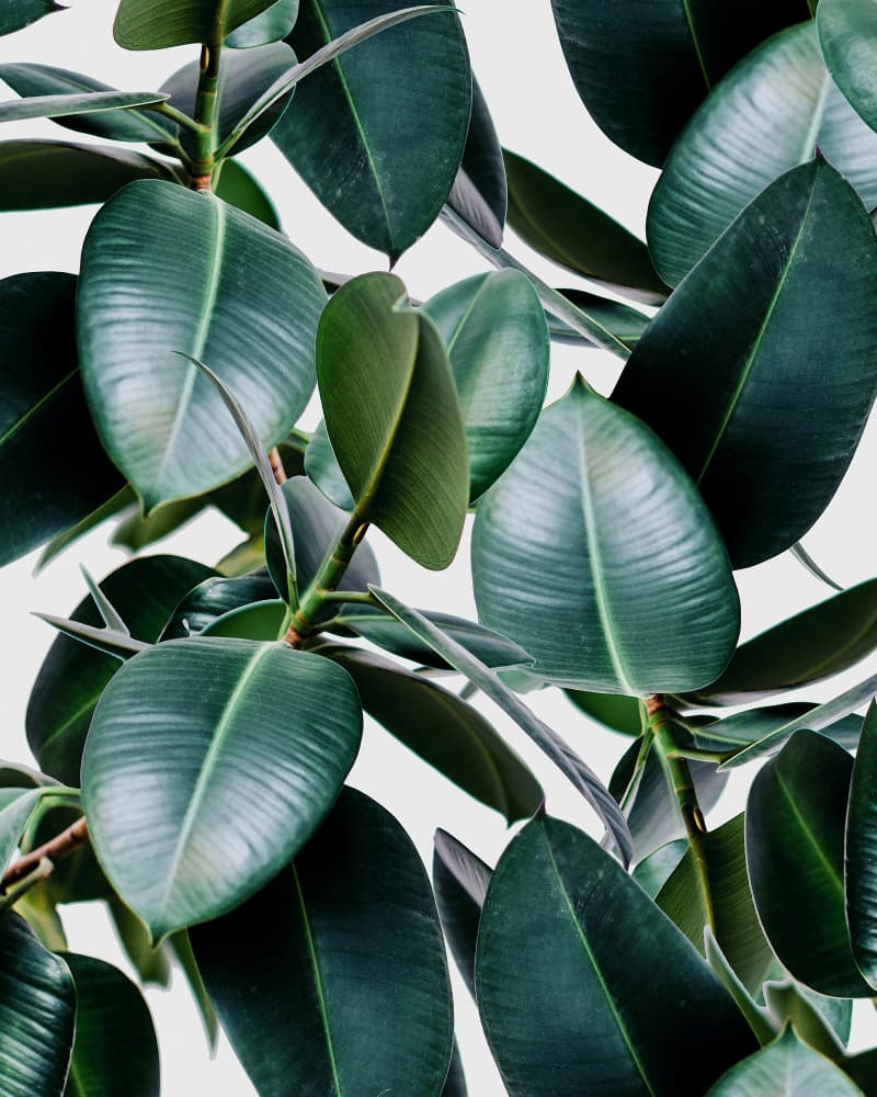 Tropical Rubber Plant by Uma Gokhale — canvas wall art