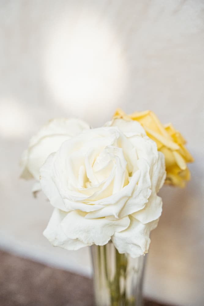 Soft White Roses by Henrike Schenk — canvas wall art