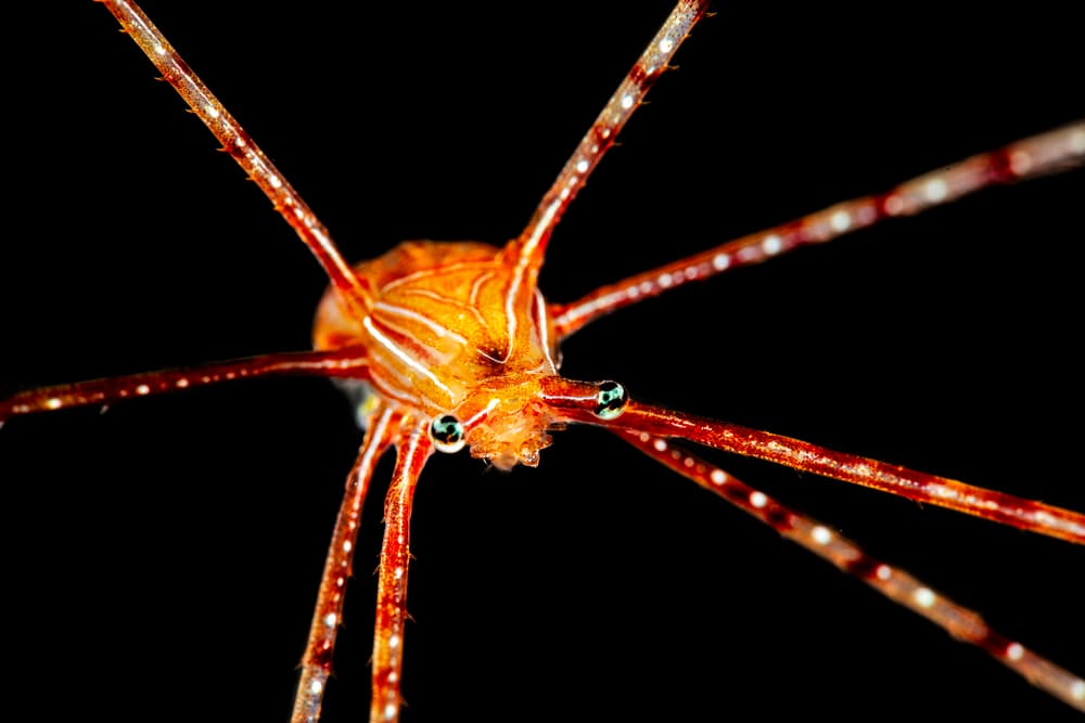 Orange Sea Spider by Barathieu Gabriel — canvas wall art