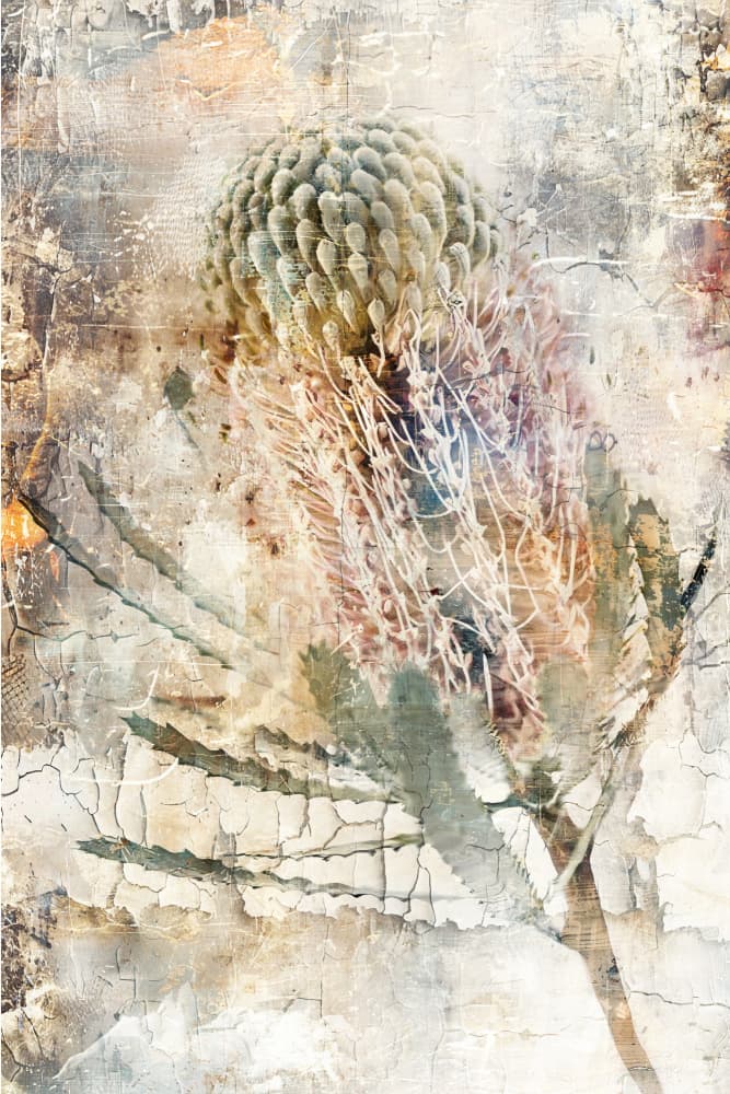 Aged Banksia Bloom by Rafal Kulik — canvas wall art