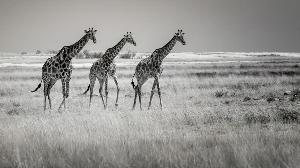 Three Walking Giraffes by Mathilde Guillemot — canvas wall art