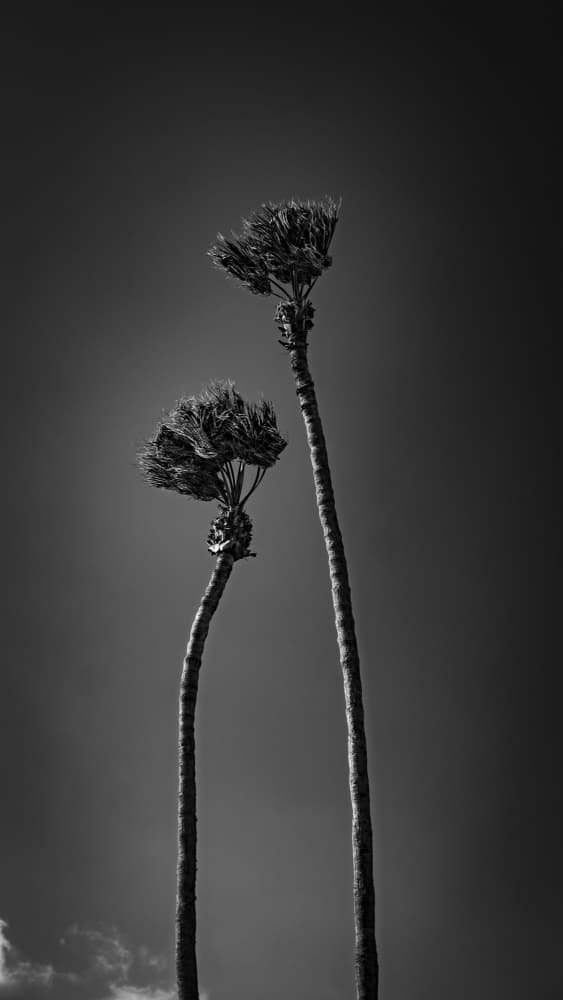 Monochrome Palm Trees by Michael Bangiev — canvas wall art