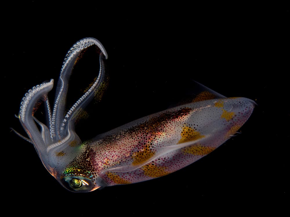 Iridescent Deep Squid by Ilan Ben Tov — canvas wall art