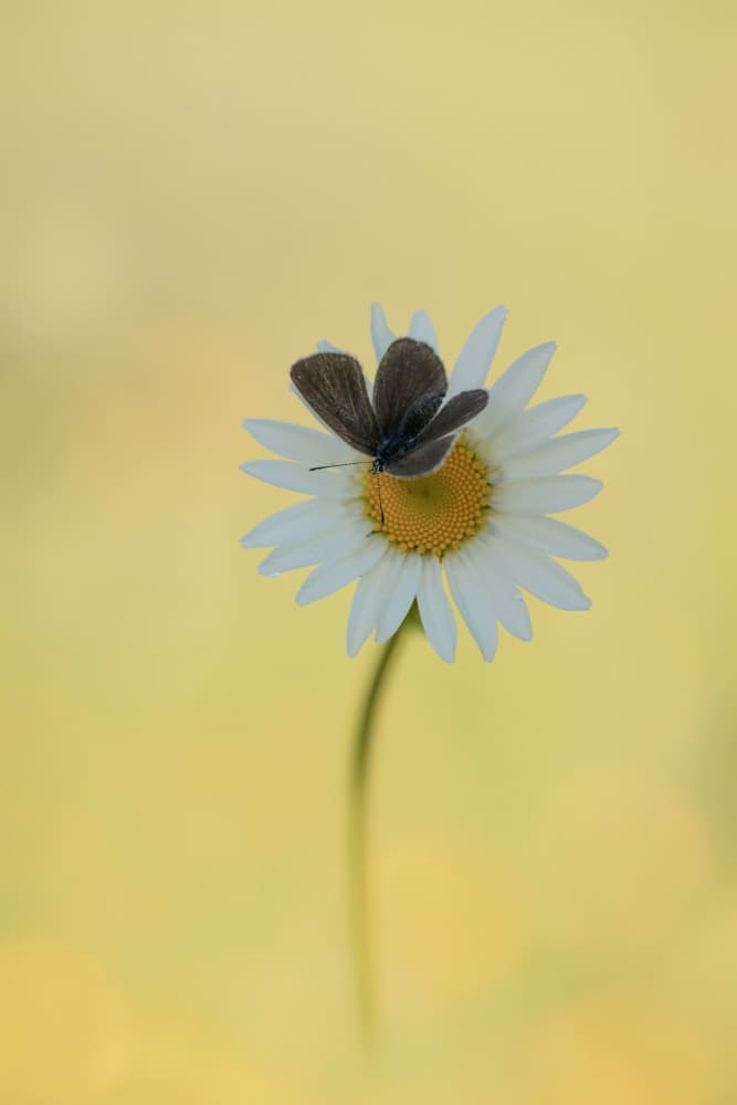 Gentle Daisy Butterfly by Daan de Vos — canvas wall art