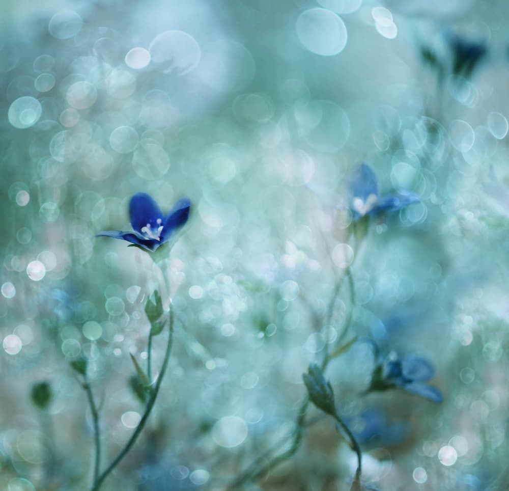 Dreamy Blue Flowers by Delphine Devos — canvas wall art