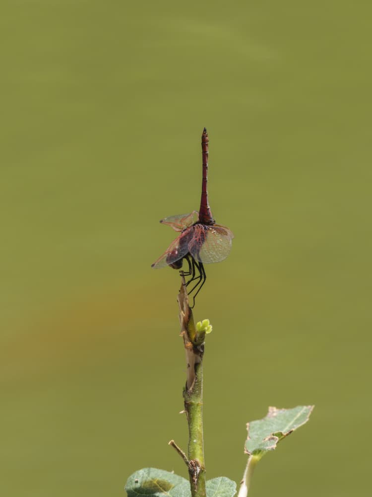 Perched Dragonfly Green by engin akyurt — canvas wall art