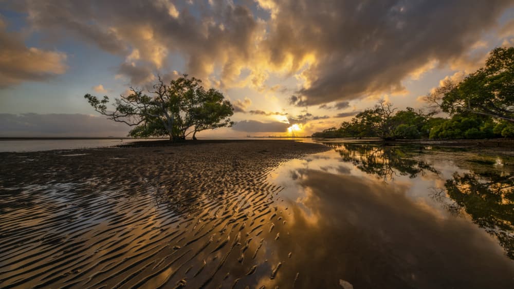 Golden Hour Beach Tree by Emanuel Papamanolis — canvas wall art
