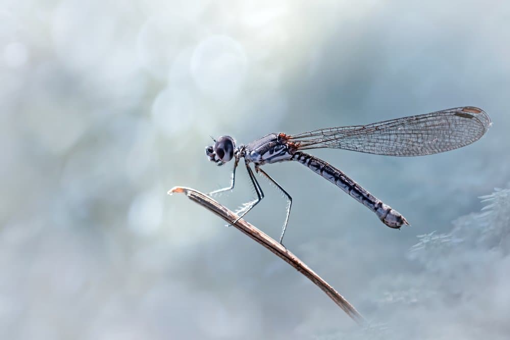 Delicate Blue Dragonfly by Fauzan Maududdin — canvas wall art