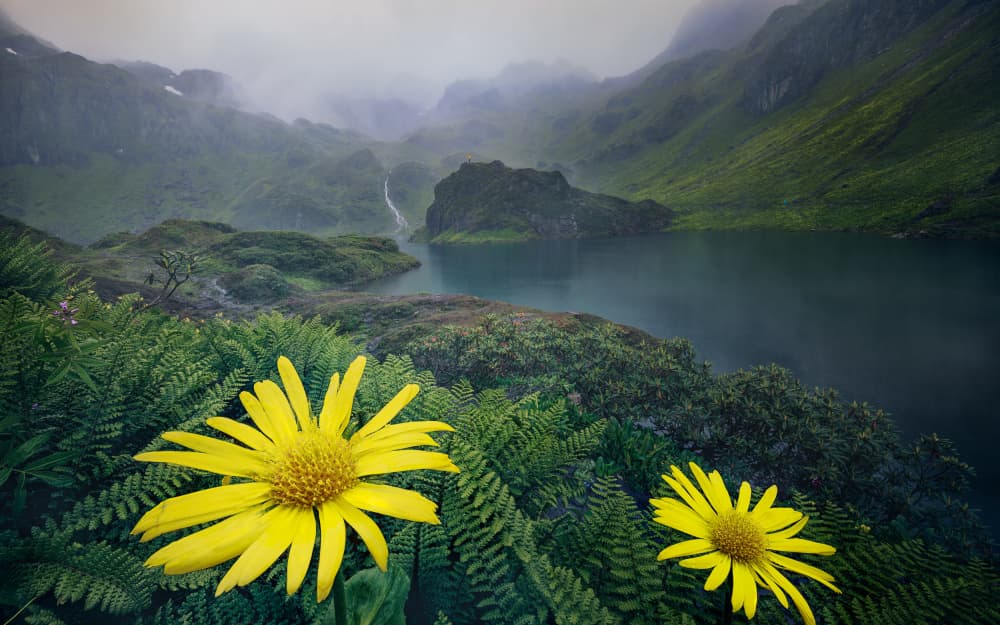 Yellow Flowers Mountain Lake by YANGYING — canvas wall art