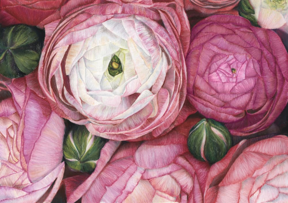 Soft Pink Ranunculus Blooms by Rosana Laiz Blursbyai — canvas wall art