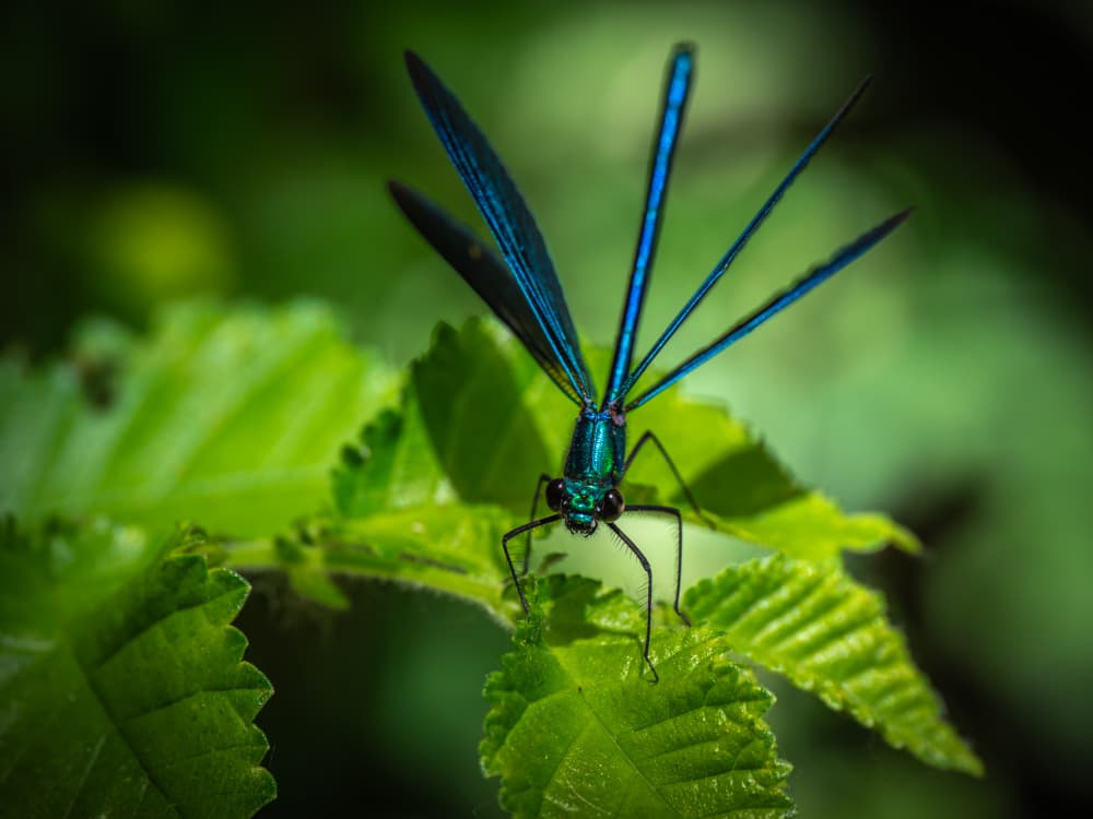 Metallic Blue Damselfly by Sergio Barboni — canvas wall art