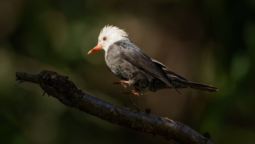 White Crested Bird by tianhuayu — canvas wall art