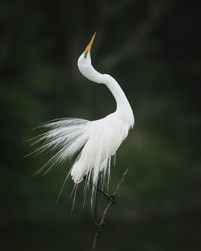 Elegant White Egret by Leah Xu — canvas wall art