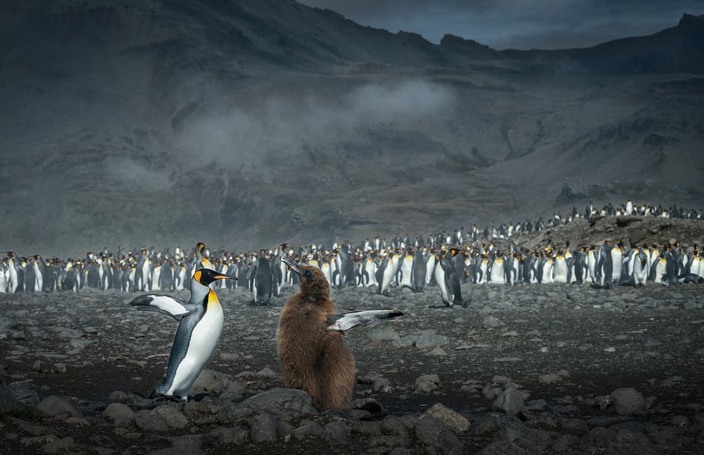 Antarctic King Penguin Colony by Jennifer Lu — canvas wall art
