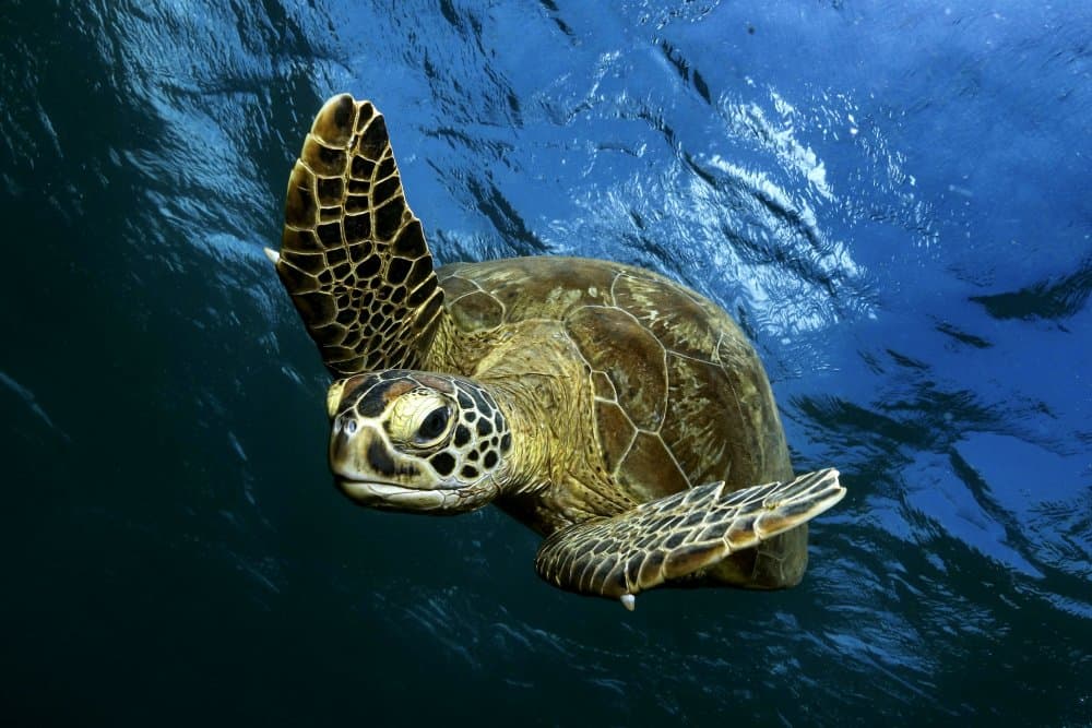 Graceful Sea Turtle Swim by Serge Melesan — canvas wall art