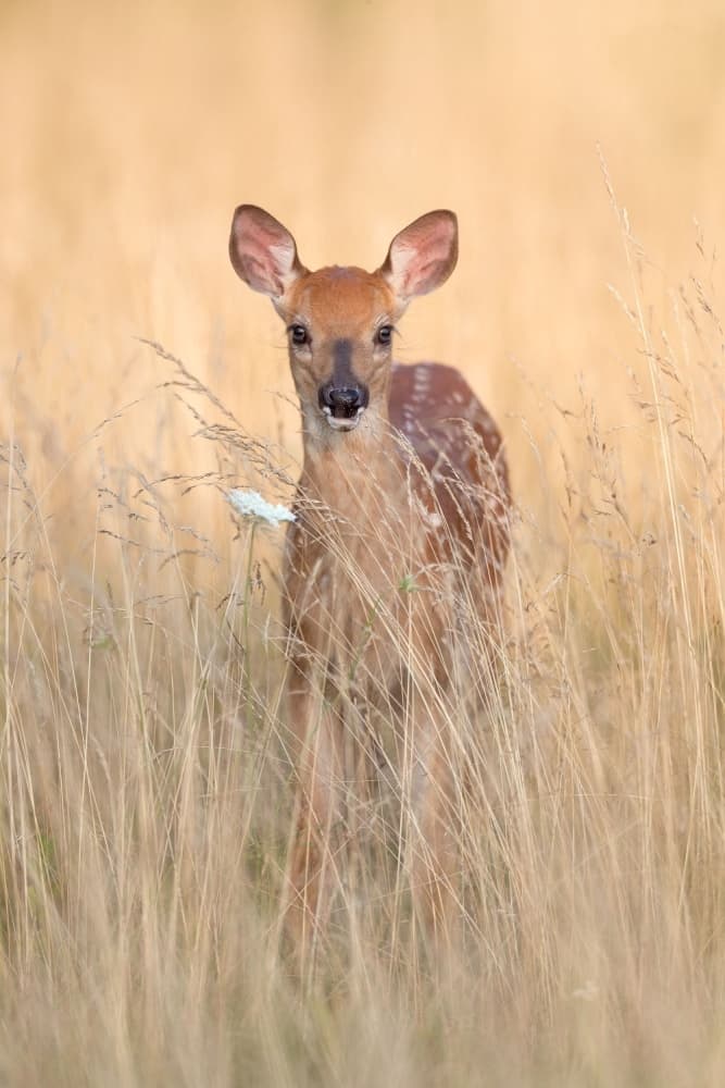 Curious Fawn in Meadow by Nick Kalathas — canvas wall art