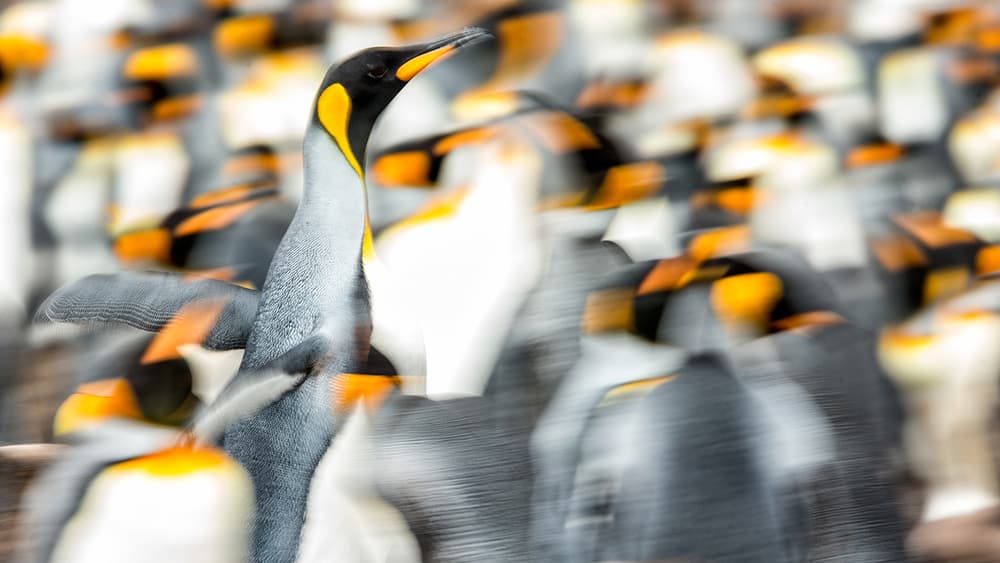 King Penguin In Motion by Joan Gil Raga — canvas wall art