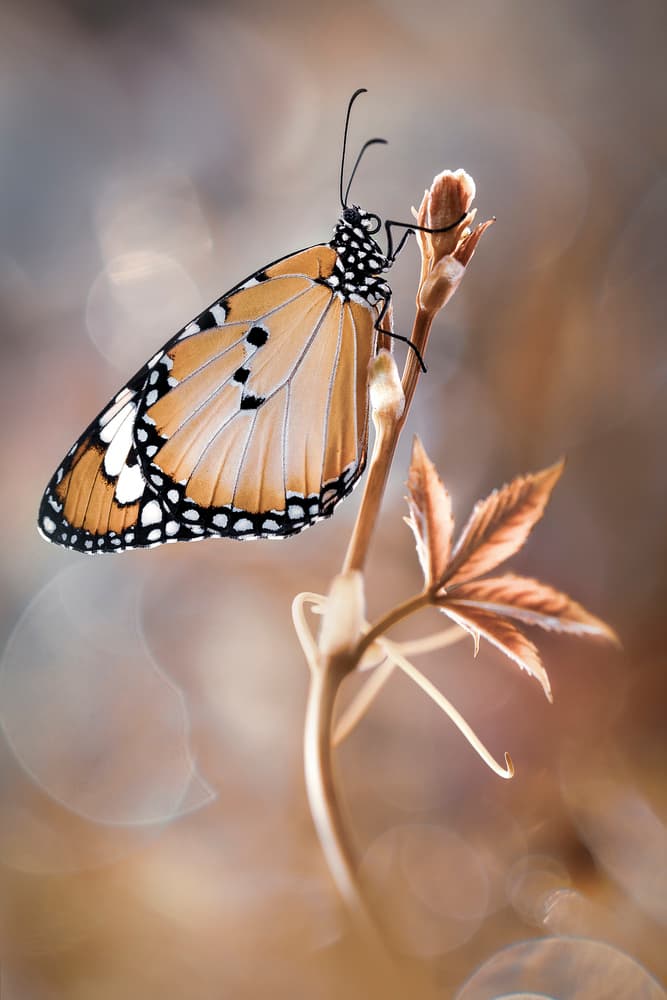 Orange Butterfly Perched by Rina Barbieri — canvas wall art