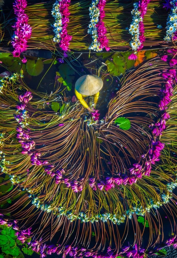 Vibrant Lotus Harvest by Nguyen Tan Tuan — canvas wall art