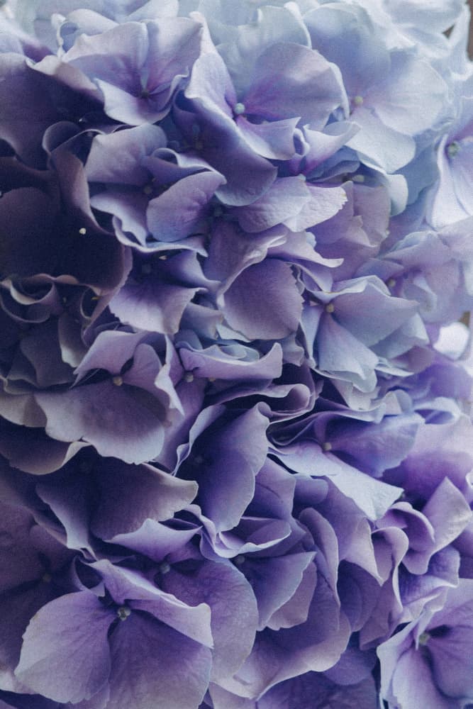 Vibrant Purple Hydrangea Flowers by uplusmestudio — canvas wall art