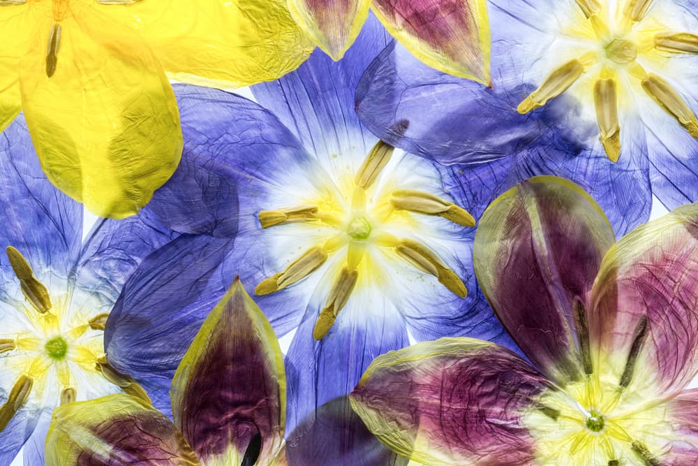 Tulips by Mandy Disher — canvas wall art