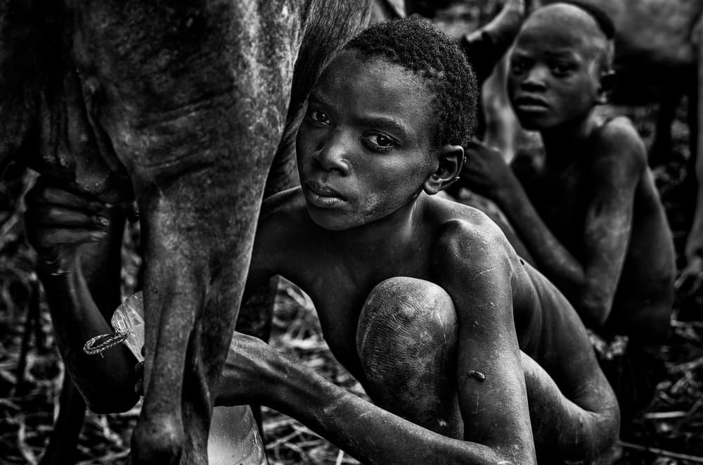 African Boy Milking Cow by Joxe Inazio Kuesta Garmendia — canvas wall art