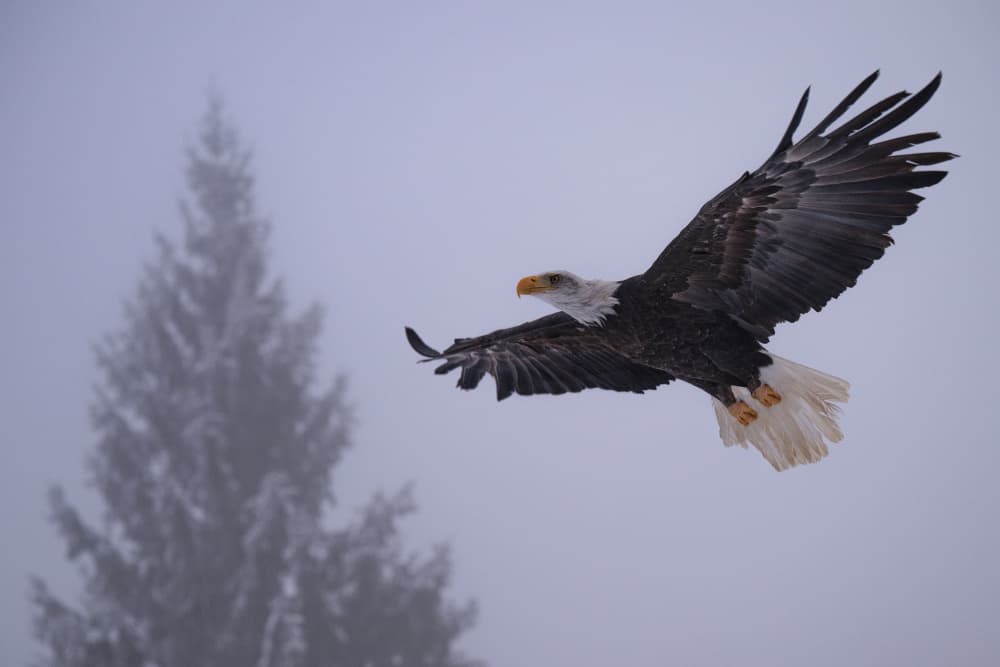Eagle Soaring Misty Sky by Milan Uhrin AFIAP AZSF — canvas wall art