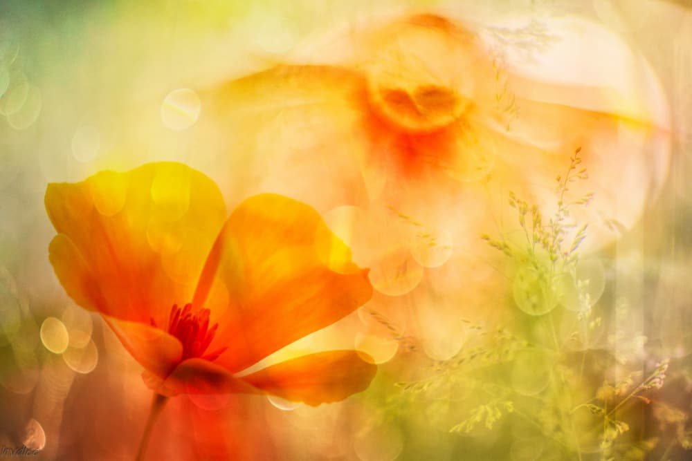 Dreamy Orange Bloom by Hilda van der Lee — canvas wall art