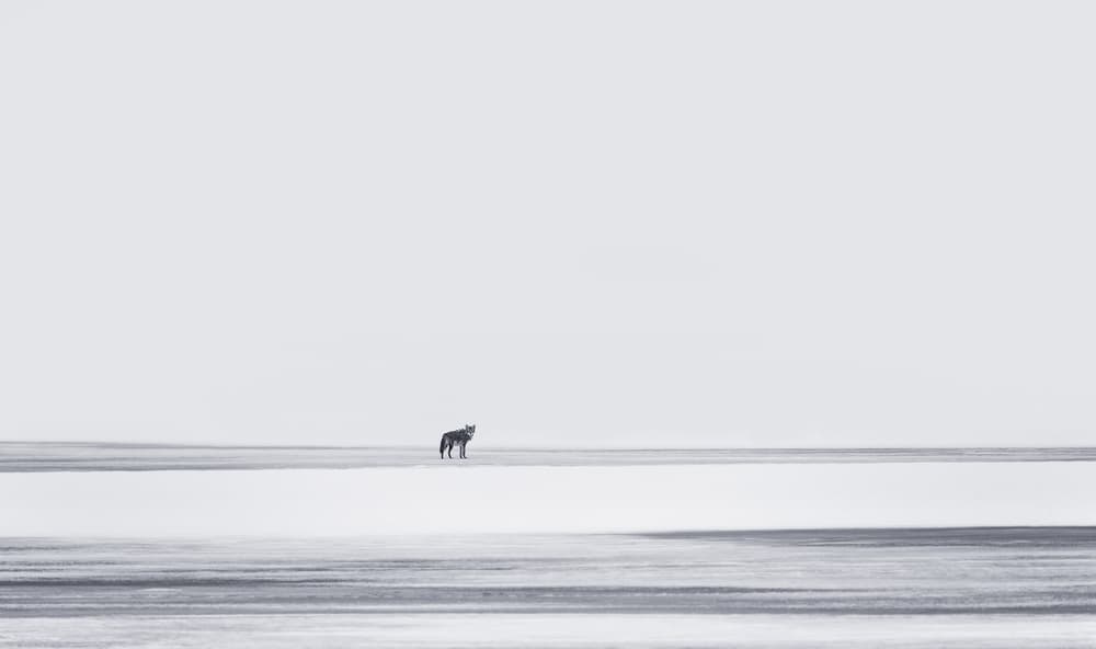 Lone Wolf Winter Landscape by Yu Cheng — canvas wall art