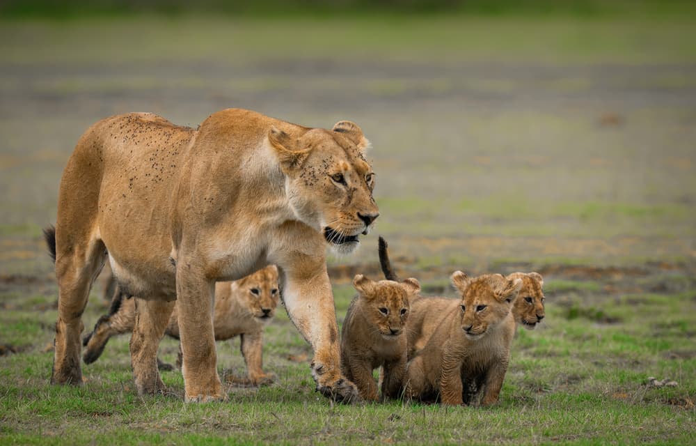 African Lioness and Cubs by Rajat Dhesi — canvas wall art