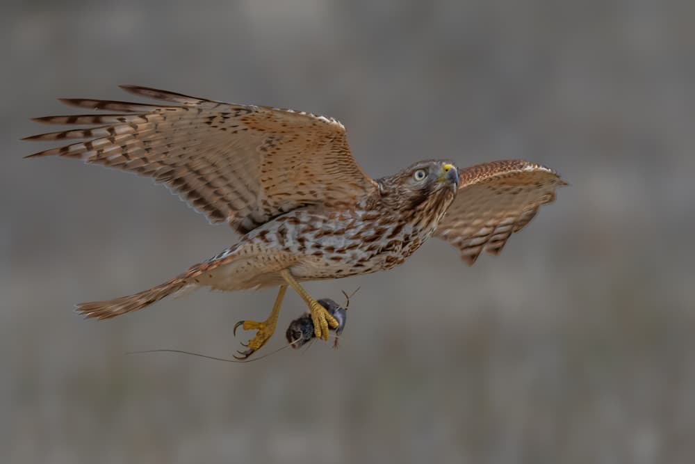 Hawk With Mouse In Flight by Jacob (Jian) Xu — canvas wall art